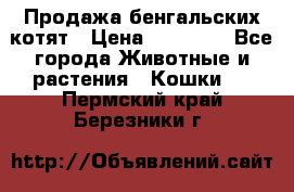 Продажа бенгальских котят › Цена ­ 20 000 - Все города Животные и растения » Кошки   . Пермский край,Березники г.